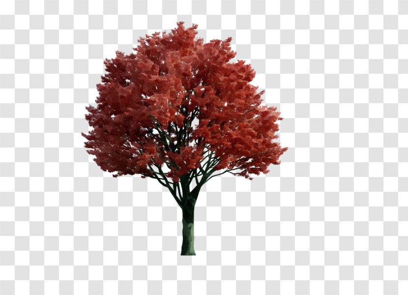 Tree Plant Red Woody Leaf - Soapberry Family Autumn Transparent PNG