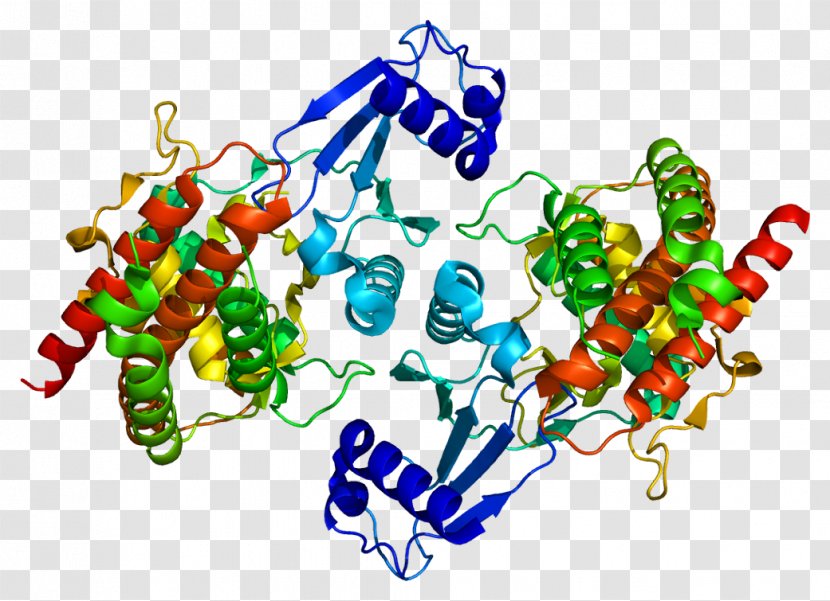 CHKB Choline Kinase Gene Protein - Expression Transparent PNG