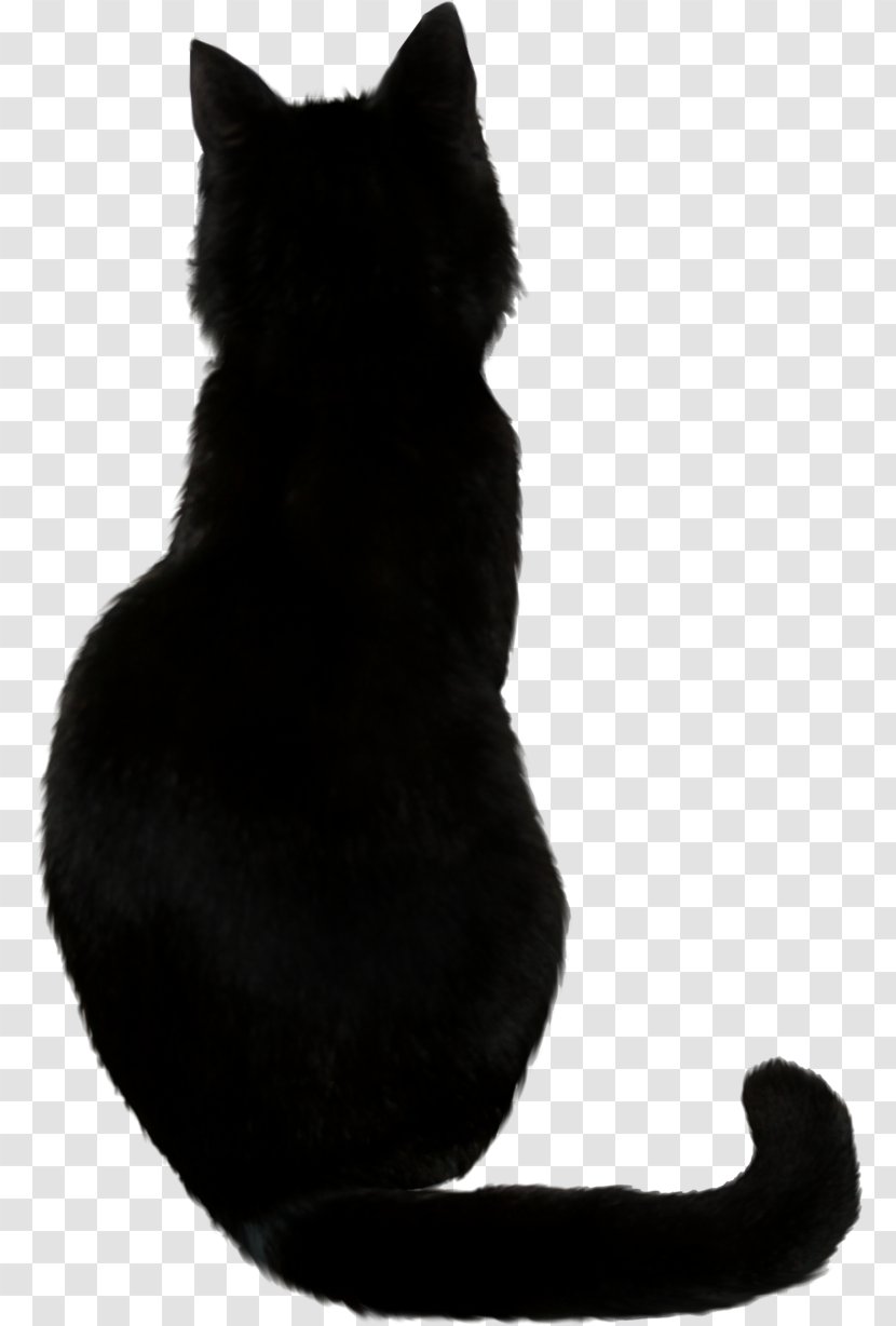 Bombay Cat Black - Photos Transparent PNG