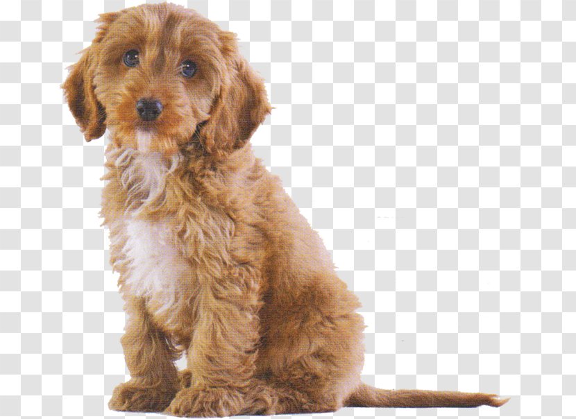 Cockapoo Cavalier King Charles Spaniel Puppy Dog Breed Pet - Carnivoran Transparent PNG