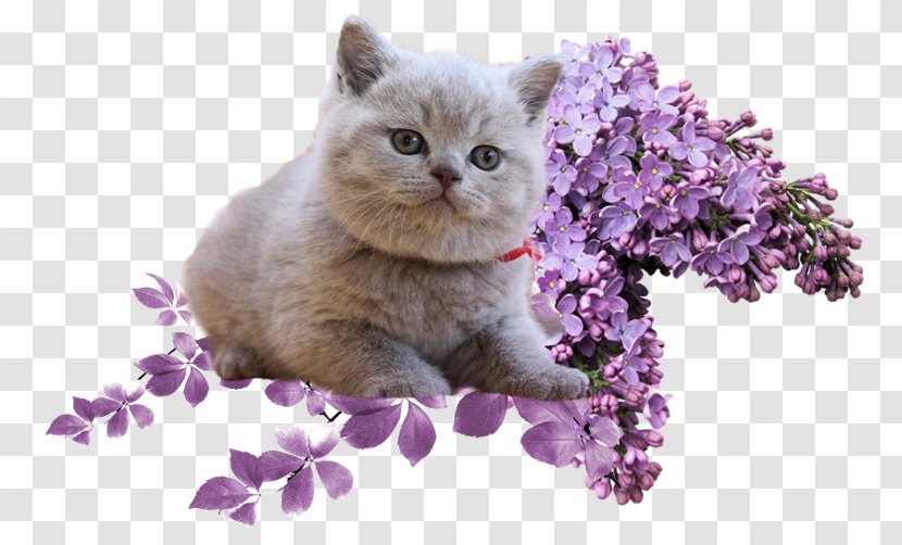 Lilac Clip Art - Kitten Transparent PNG