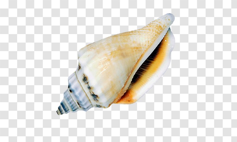 Sea Snail Seashell Conch - Shankha Transparent PNG