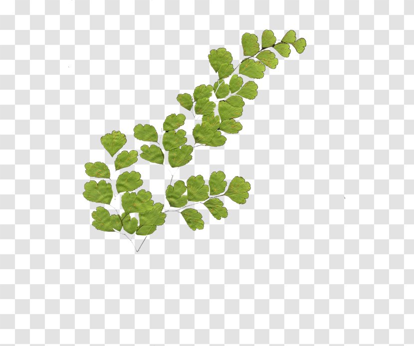 Leaf Vegetable Green Plant Stem Branching - Tree Transparent PNG