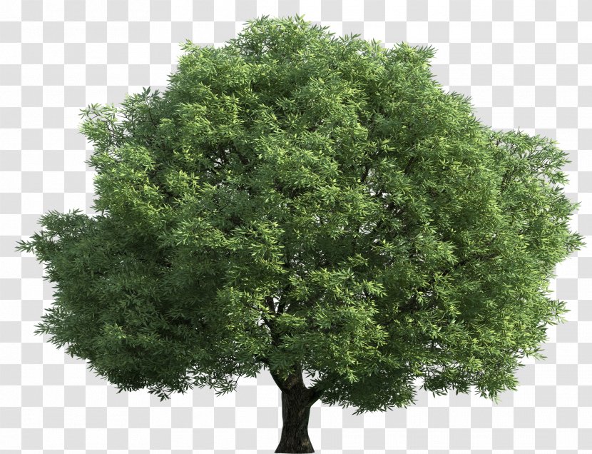 English Oak Tilia Cordata Silver Birch Populus Alba Tree Transparent PNG