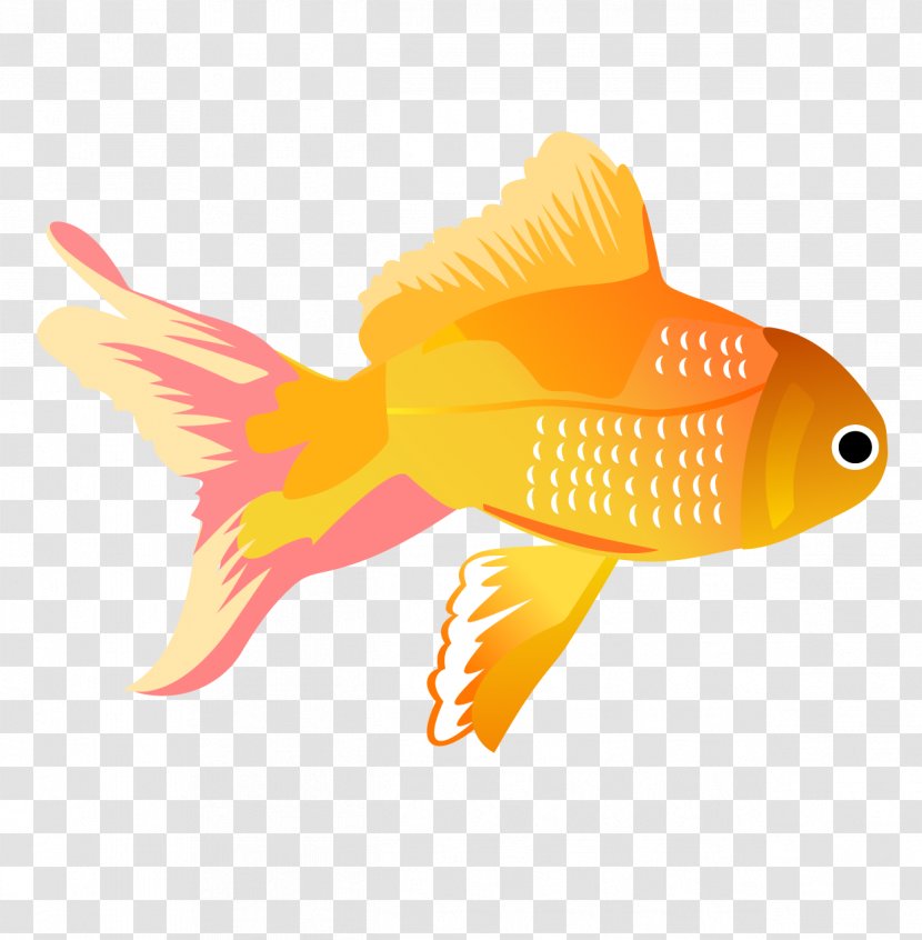 Koi Carassius Auratus Fish Clip Art - Tail - Yellow Tropical Transparent PNG