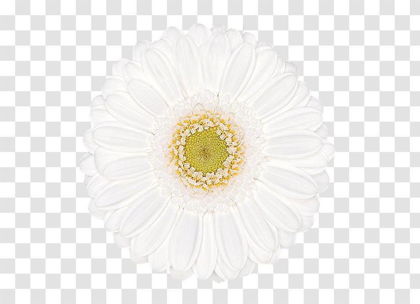 Transvaal Daisy Chrysanthemum Cut Flowers Petal - Yellow Transparent PNG