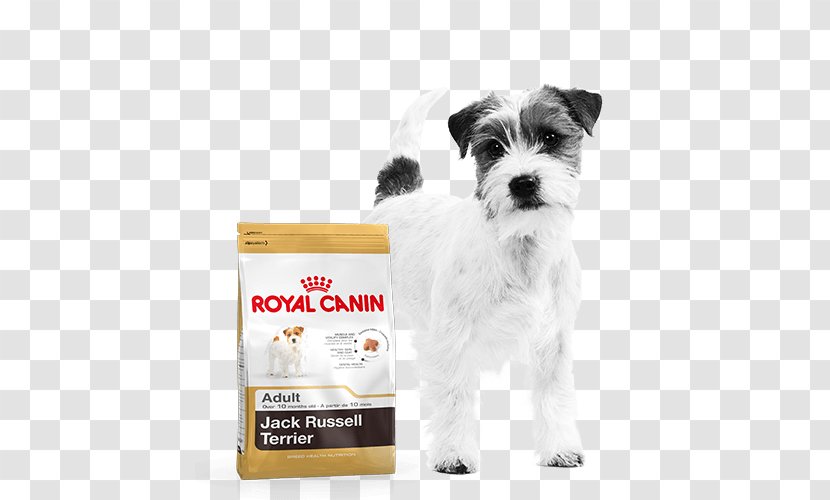 Jack Russell Terrier Cat Food Puppy Dog Royal Canin - Pet Transparent PNG
