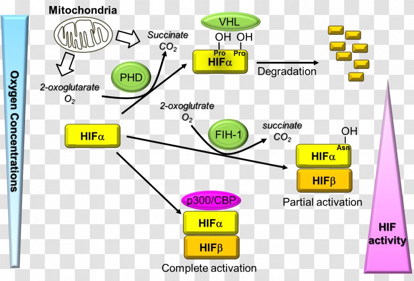 Hypoxia-inducible Factors EGLN1 HIF1A Von Hippel–Lindau Tumor Suppressor Disease - Hypoxia - RANDALL Transparent PNG