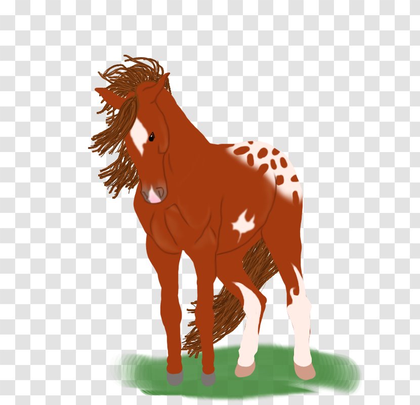 Mustang Foal Stallion Colt Mare - Vertebrate Transparent PNG