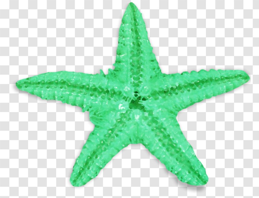 Common Starfish Green Sea Urchin - Echinoderm Transparent PNG