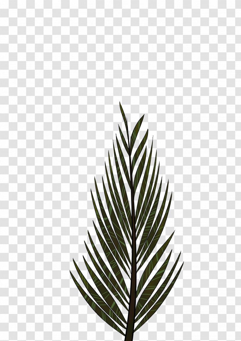 Pinus Palustris Leaf Tree Arecaceae Drawing - Pine - Palm Leaves Transparent PNG