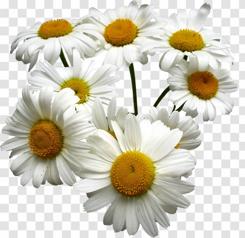 Tea German Chamomile Roman Oil - Moisturizer - White Chrysanthemum Transparent PNG