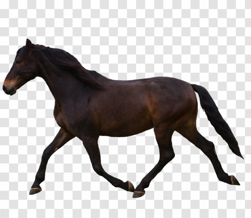 North America Percheron Breyer Animal Creations Equestrian Model Horse - Foal - Police Transparent PNG