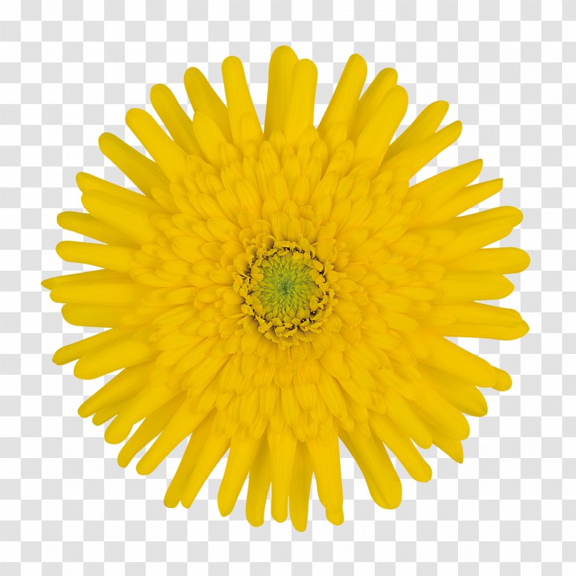 Hair Logo - Gerbera - Daisy Family Household Supply Transparent PNG