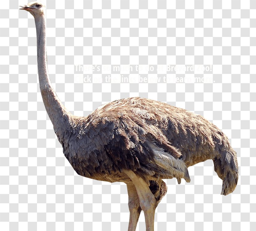 Common Ostrich Bird Emu - Zoo - Ostrichhd Transparent PNG