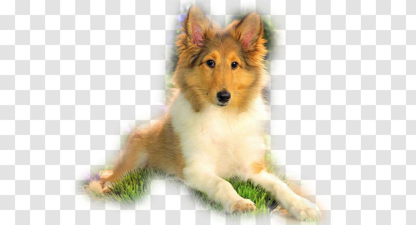 Rough Collie Shetland Sheepdog Domestic Animal Scotch Cat - Painting Transparent PNG