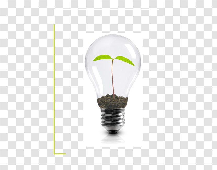 Incandescent Light Bulb Plant Business Transparent PNG