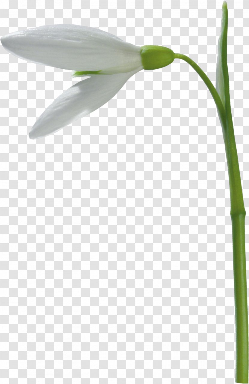 Galanthus Nivalis Flower Ciceksepeti.com - Plant Stem - Snowdrop Transparent PNG