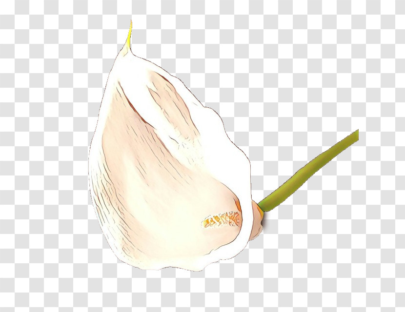 Garlic Arum Elephant Garlic Plant Vegetable Transparent PNG