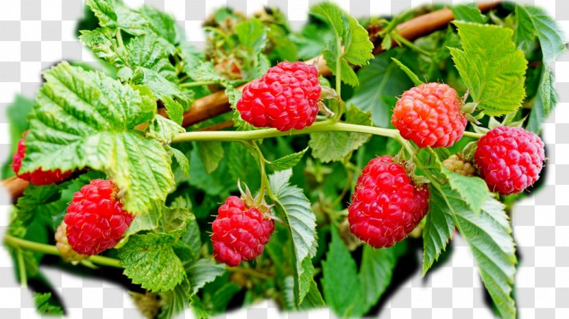 Red Raspberry Varenye Cultivar Transparent PNG