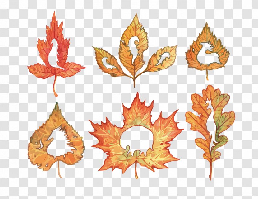 Leaf Illustration - Cartoon - Vector Autumn Leaves Transparent PNG