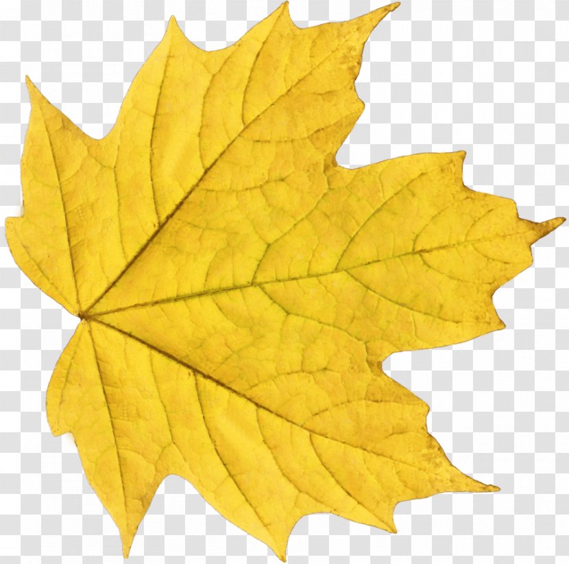 Autumn Leaf Color Yellow Clip Art - Maple Transparent PNG