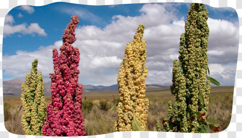 Quinoa Plant Puna Grassland Cereal Food - Peru Transparent PNG