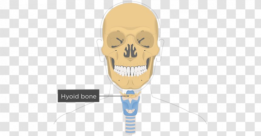Hyoid Bone Facial Skeleton Lacrimal Anatomy - Nasal Concha - Triangular Border Transparent PNG