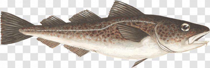 Atlantic Cod Fish Largemouth Bass - Products - (gadus Morhua) Transparent PNG
