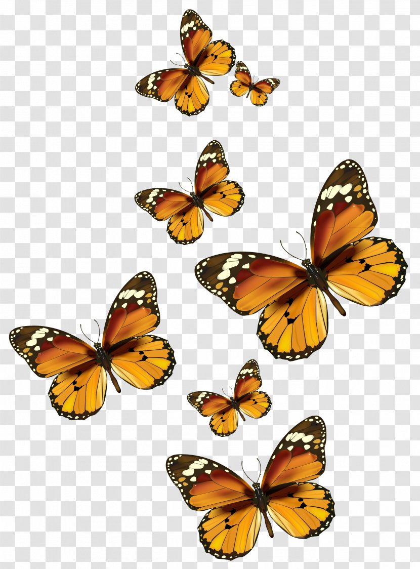 Butterfly Papua New Guinea Flight Bird - Moths And Butterflies - Vector Clipart Picture Transparent PNG