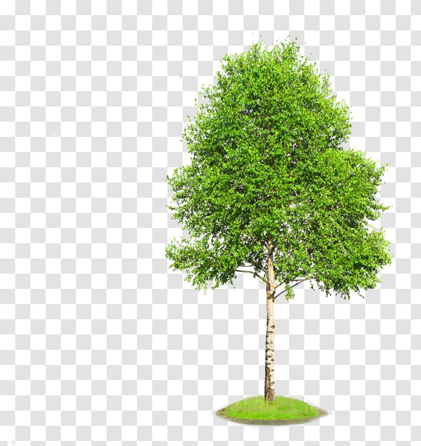 Gray Birch Stock Photography Tree Transparent PNG
