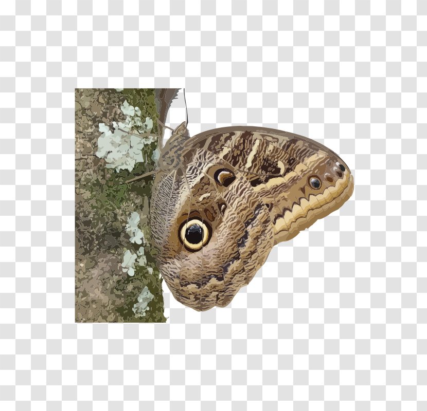 Butterfly Insect Owl Butterflies Borboleta Moth Transparent PNG