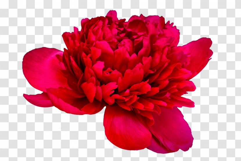 Peony Paeonia 'Coral Charm' Sunset' Cut Flowers - Tree Transparent PNG