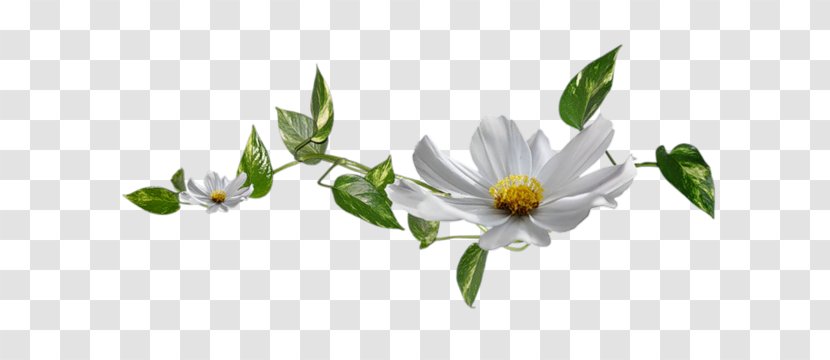 .de Blog Spruce No - Flowering Plant - Spring Flower Pattern Transparent PNG