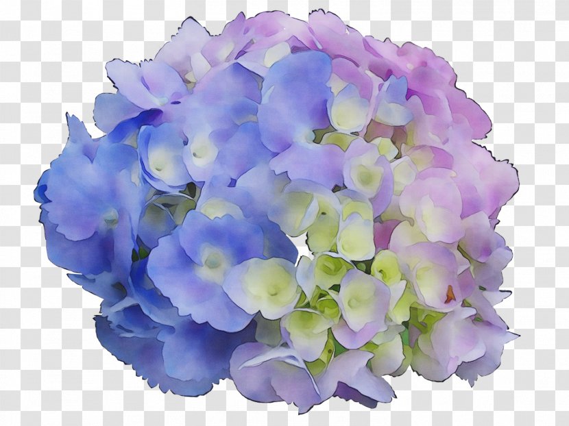 Hydrangea Petal Cut Flowers Violaceae - Violet - Plant Transparent PNG