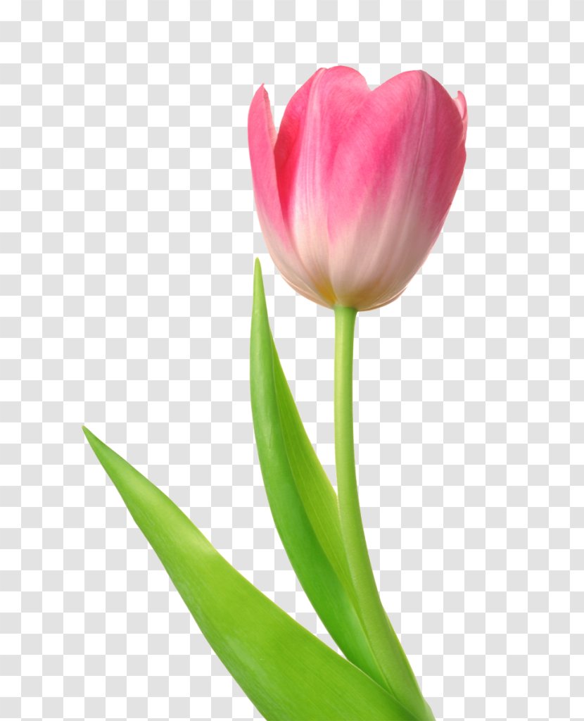 Skagit Valley Tulip Festival Desktop Wallpaper Clip Art - Flower - White Transparent PNG