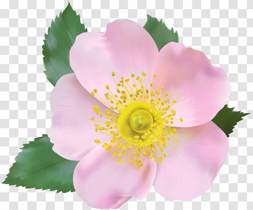 Flower Petal Prickly Rose Rosa Rubiginosa Dumalis - Plant - Canina Arkansana Transparent PNG