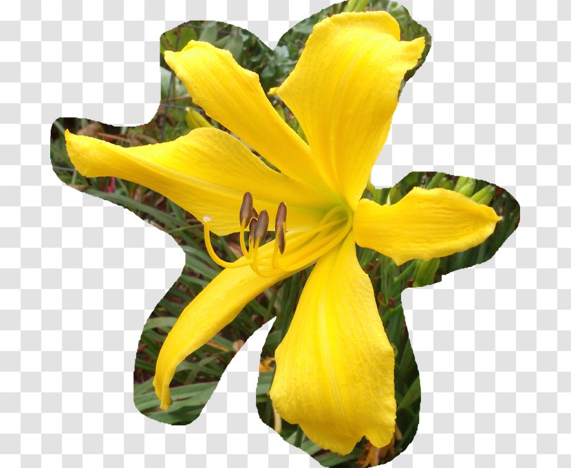 Cut Flowers Daylily - Flower - Yellow Transparent PNG