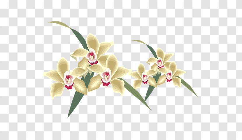 Flowers Background - Plant - Cattleya Moth Orchid Transparent PNG