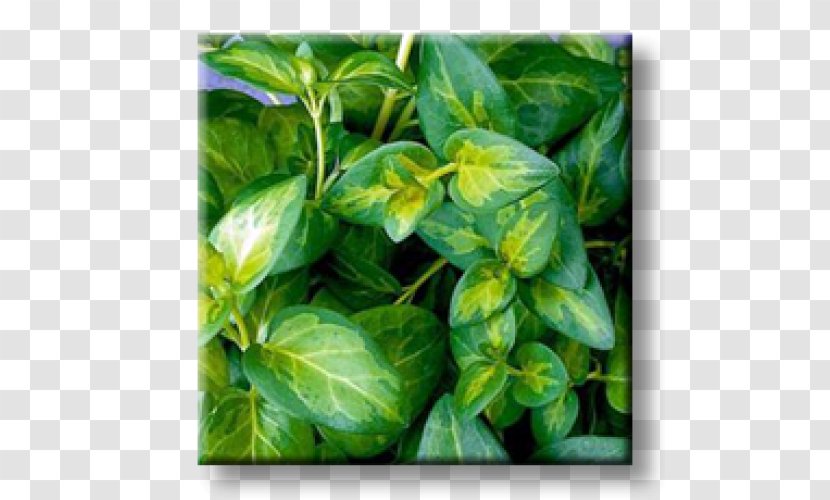 Greater Periwinkle Myrtle Garden Evergreen Perennial Plant Transparent PNG