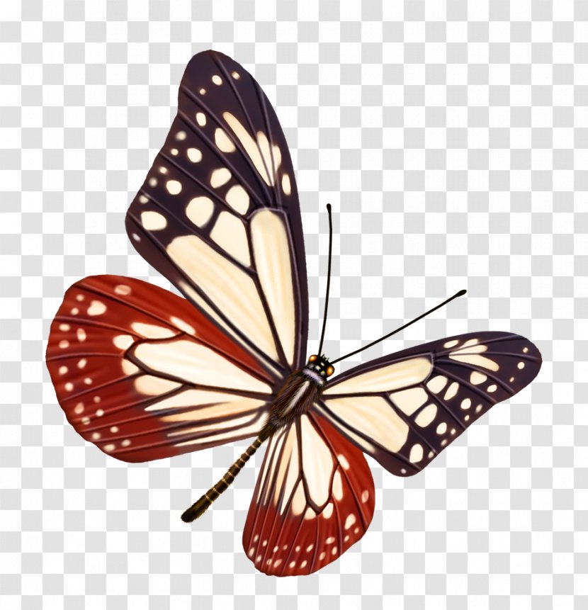 Color - Moth - Butterfly Transparent PNG