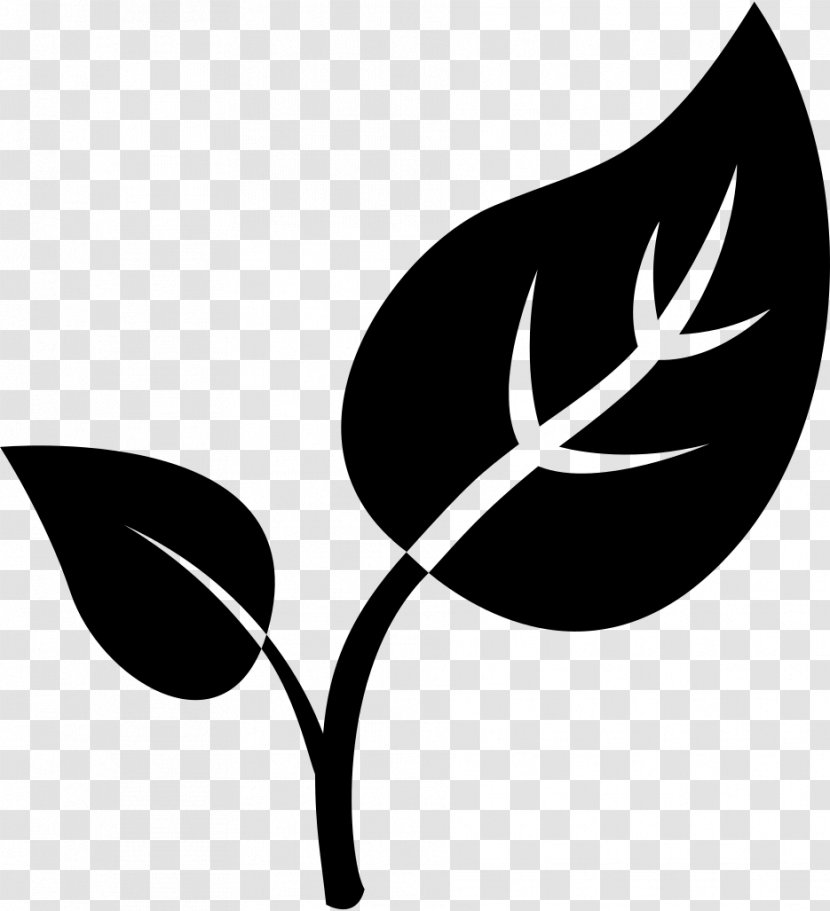 Natural Environment - Plant Stem - Branch Transparent PNG