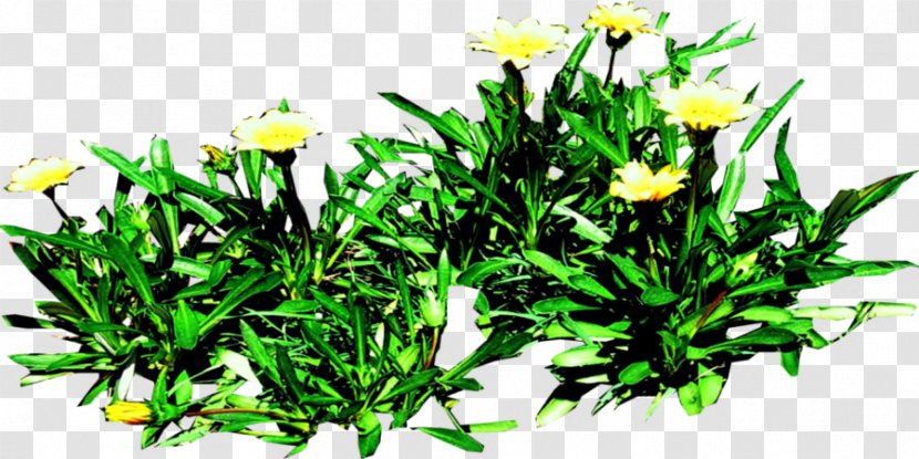 Floral Design Herb - Gazania Infographic Transparent PNG