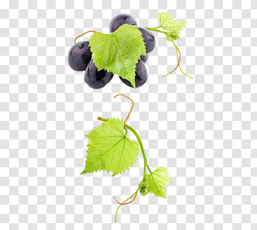 Common Grape Vine Wine Leaves Fruit - Grapes And Transparent PNG