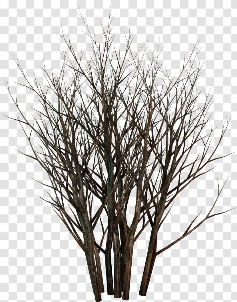 Twig Plant LiveInternet Andrey Tyurin Russia - Stranger Things - Branches Transparent PNG