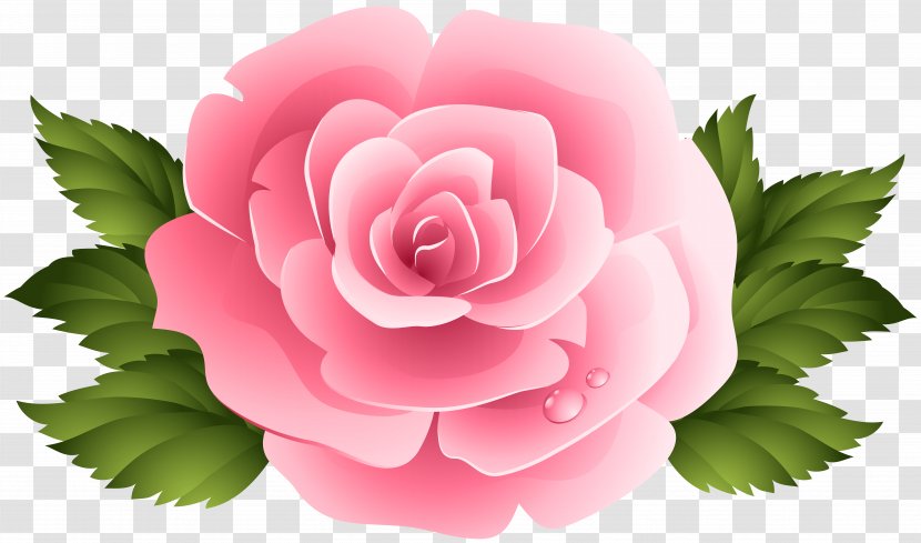 Pink Garden Roses Centifolia Clip Art - Peony - Rose ClipArt Image Transparent PNG