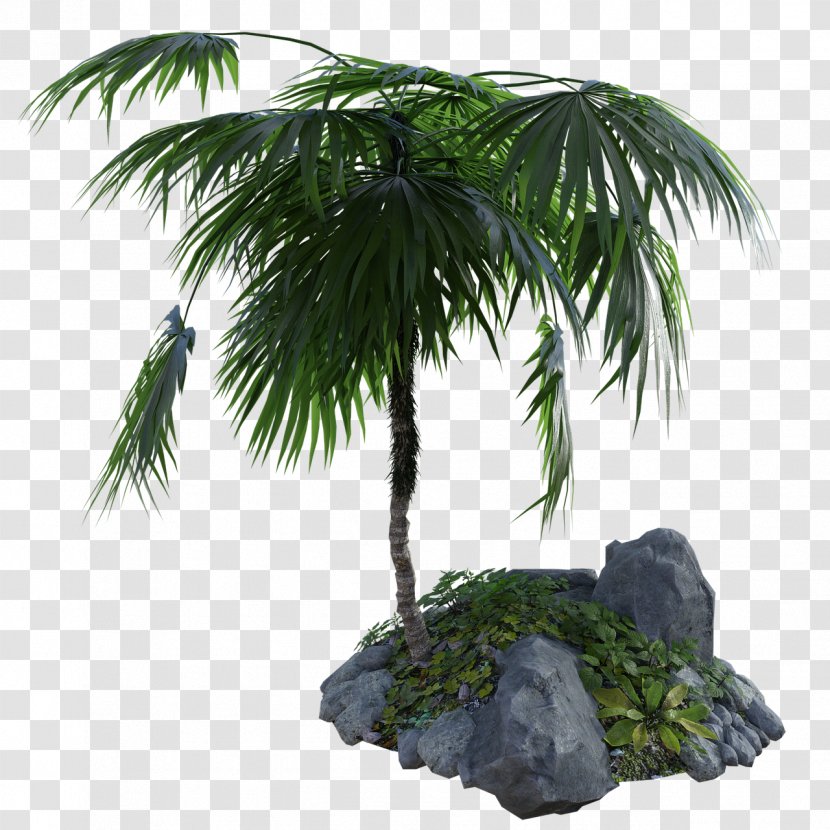 Coconut Tree Cartoon - Mo - Vascular Plant Evergreen Transparent PNG