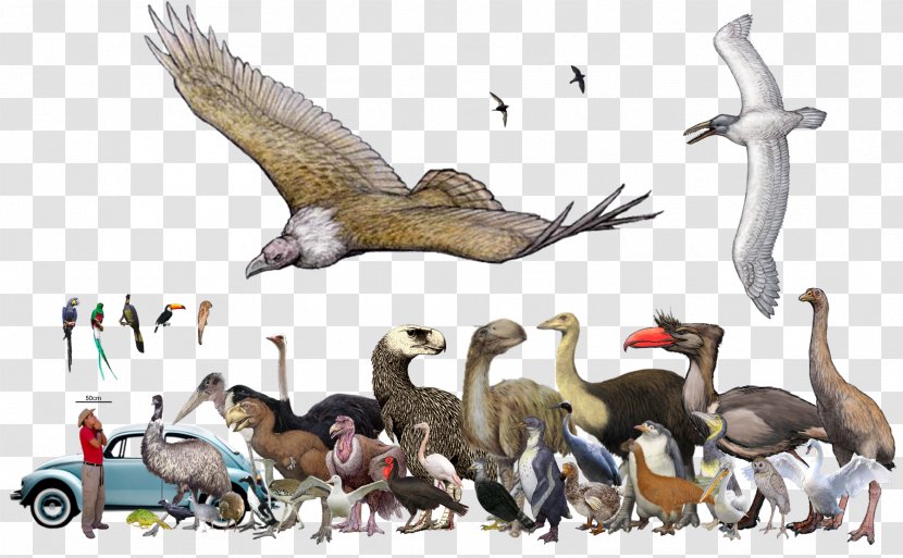 Elephant Bird Animal Cassowary Amphicyon - Ducks Geese And Swans Transparent PNG