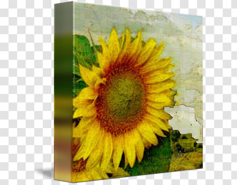 Paper Drawing MARY RUCKER ART Painting - Yellow - Watercolor Sunflower Transparent PNG
