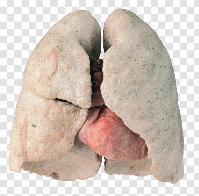 Lung Smoking Cessation Chronic Obstructive Pulmonary Disease - Flower - Health Transparent PNG